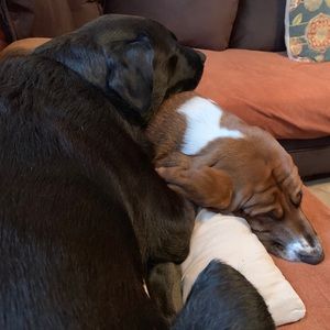 Meet your Posher, Donna